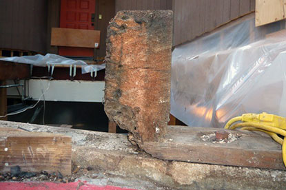 Termite damage to edge of courtyard structural beam